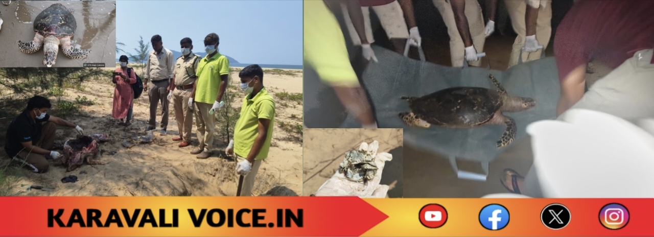 ಕಾರವಾರದಲ್ಲಿ ಅಪರೂಪದ ಜೀವಿಯ ಕಳೆಬರ ಪತ್ತೆ