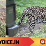 ಗ್ರಾಮಸ್ಥರ ನಿದ್ದೆ ಕದ್ದ ಚಿರತೆ ಕೊನೆಗೂ ಸೆರೆ