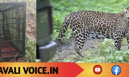 ಗ್ರಾಮಸ್ಥರ ನಿದ್ದೆ ಕದ್ದ ಚಿರತೆ ಕೊನೆಗೂ ಸೆರೆ