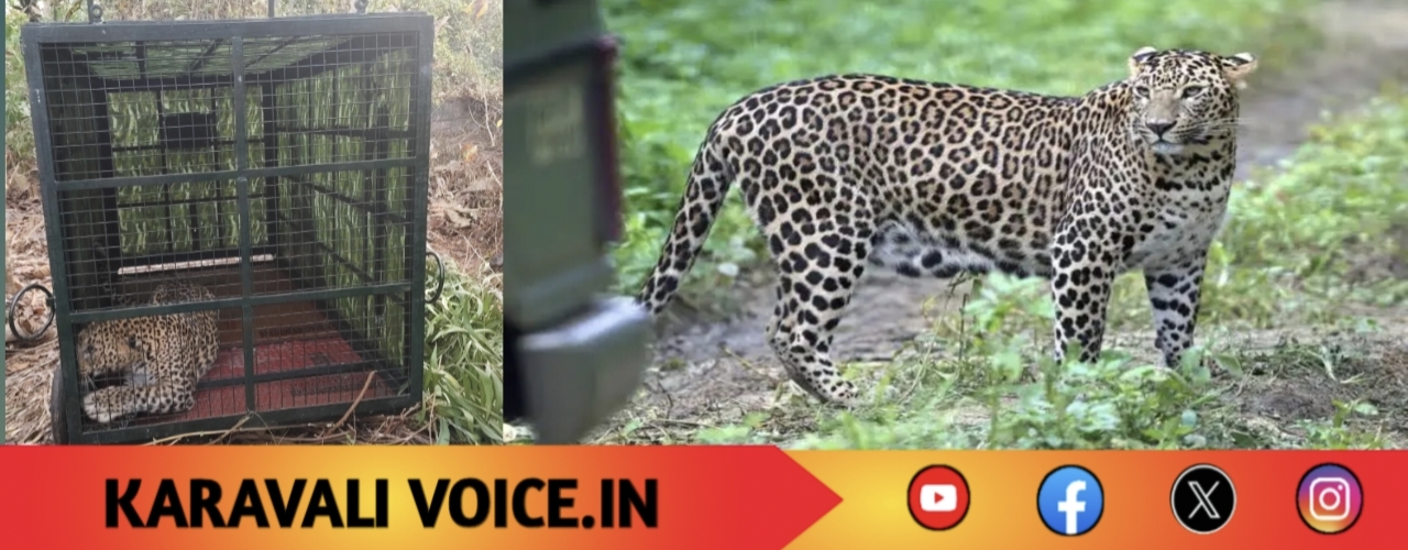 ಗ್ರಾಮಸ್ಥರ ನಿದ್ದೆ ಕದ್ದ ಚಿರತೆ ಕೊನೆಗೂ ಸೆರೆ