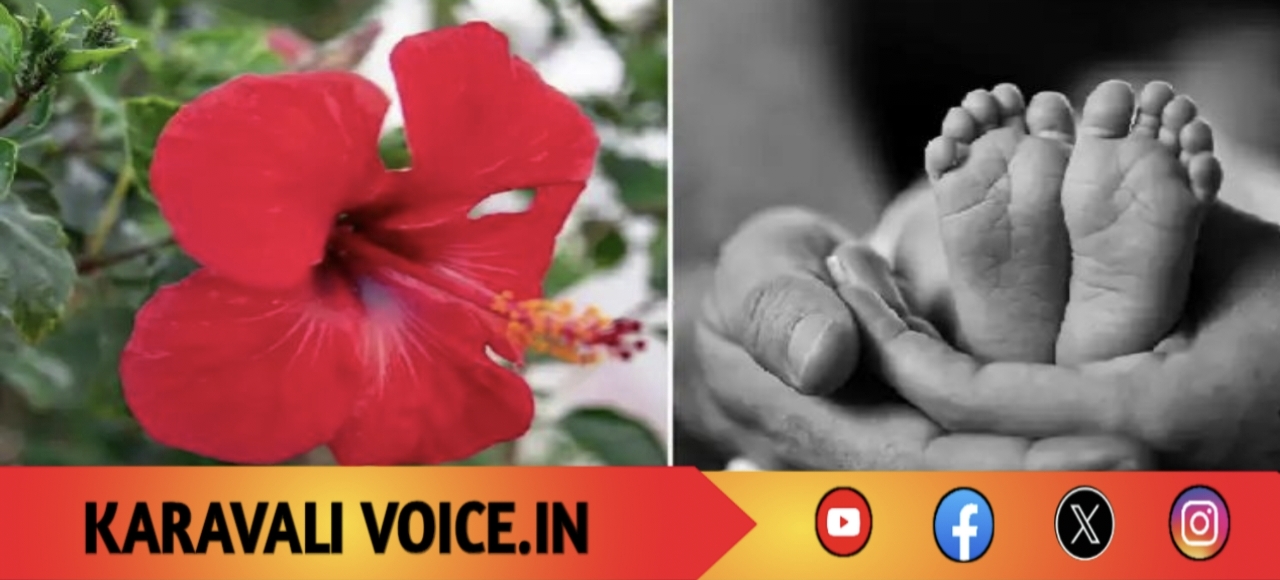 ಒಣಗಿದ ದಾಸವಾಳ ನುಂಗಿ 6 ತಿಂಗಳ ಮಗು ಸಾವು