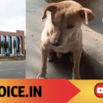 ಬೀದಿ ನಾಯಿಗೆ ಊಟ ಹಾಕಿದ ತಪ್ಪಿಗೆ ಜಿಲ್ಲಾಧಿಕಾರಿ ಮೊರೆ ಹೋದ ವ್ಯಕ್ತಿ!