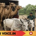 ಕಸಾಯಿಖಾನೆ ದಾರಿಗೆ ಬ್ರೇಕ್: 8 ಒಂಟೆ, 2 ಎತ್ತುಗಳಿಗೆ ಪುನರ್ಜನ್ಮ