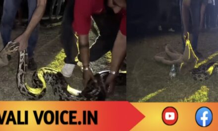 ಮೈದಾನದಲ್ಲಿ ಆಟಗಾರರ ಬದಲು… ರಾತ್ರಿವೇಳೆ ಪ್ರತ್ಯಕ್ಷವಾದ ಬೃಹತ್ ಹೆಬ್ಬಾವು!