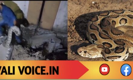 ಹೆಬ್ಬಾವು ರೆಸ್ಕ್ಯೂ ವೇಳೆ ಉರಗ ತಜ್ಞ ಜಸ್ಟ್ ಮಿಸ್..!