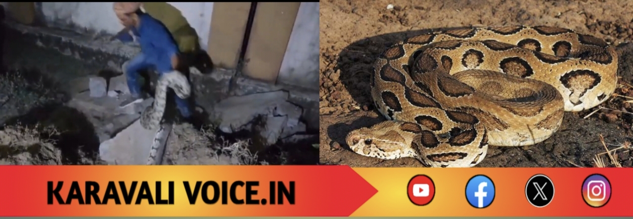 ಹೆಬ್ಬಾವು ರೆಸ್ಕ್ಯೂ ವೇಳೆ ಉರಗ ತಜ್ಞ ಜಸ್ಟ್ ಮಿಸ್..!