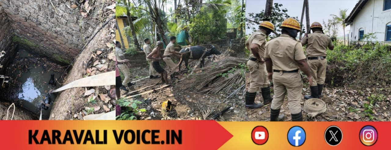 ಬಾವಿಯಲ್ಲಿ ಪ್ರತಿಬಿಂಬ ನೋಡಿ ‘ಜಿಗಿದ’ ಎಮ್ಮೆ!