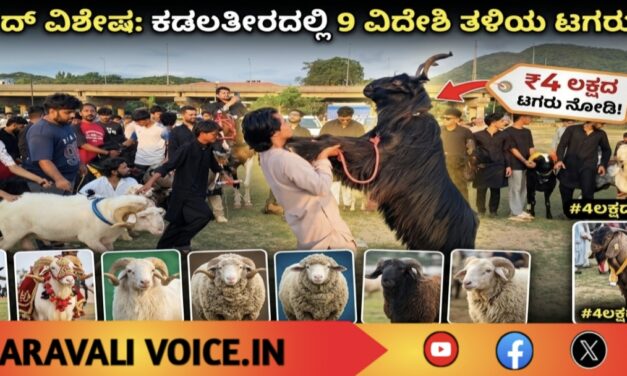 ಬಕ್ರೀದ್ ಸಂಭ್ರಮಕ್ಕೆ ಕಾರವಾರದಲ್ಲಿ ಟಗರುಗಳ ಶೋ..! ವಿಡಿಯೋ ನೋಡಿ