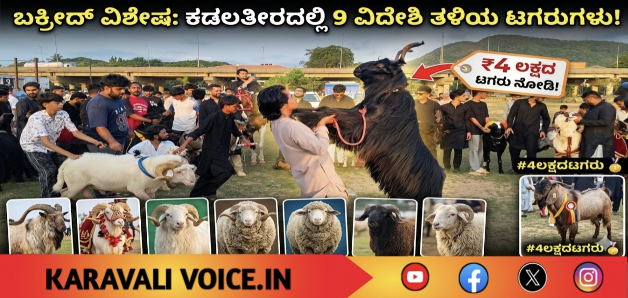 ಬಕ್ರೀದ್ ಸಂಭ್ರಮಕ್ಕೆ ಕಾರವಾರದಲ್ಲಿ ಟಗರುಗಳ ಶೋ..! ವಿಡಿಯೋ ನೋಡಿ