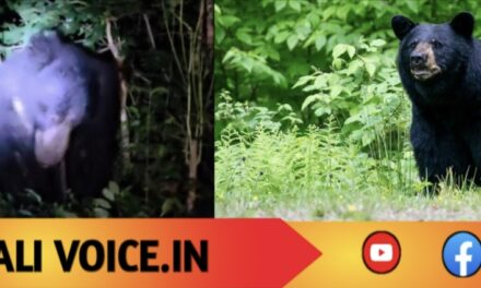 ಪ್ರಧಾನಿ ಬಳಿ ಕರಡಿ ಎಂಟ್ರಿ..! ಮೊಬೈಲ್‌ನಲ್ಲಿ ಸೆರೆಯಾದ ದೃಶ್ಯ
