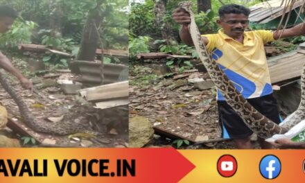 ಎರಡು ಕೋಳಿ ನುಂಗಿ ಗೂಡಲ್ಲೇ ರಿಲ್ಯಾಕ್ಸ್ ಆದ ಅನಾಹುತ ಅತಿಥಿ..!