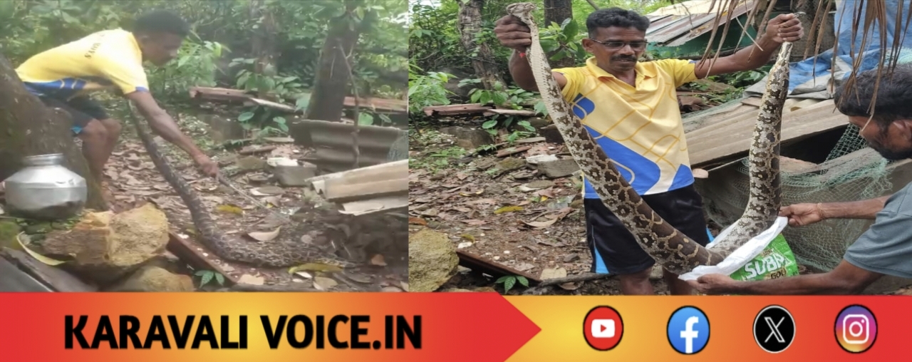 ಎರಡು ಕೋಳಿ ನುಂಗಿ ಗೂಡಲ್ಲೇ ರಿಲ್ಯಾಕ್ಸ್ ಆದ ಅನಾಹುತ ಅತಿಥಿ..!