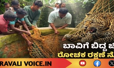 ವಿಡಿಯೋ ನೋಡಿ: ಬಾವಿಗೆ ಬಿದ್ದ ಚಿರತೆಯ ರೋಚಕ ರಕ್ಷಣೆ!