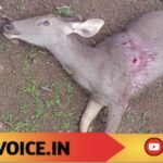 ಕಡವೆ ಸಾವು: ಕಾಡು ಕೇಳುತ್ತಿದೆ, ಉತ್ತರ ಯಾರದು?