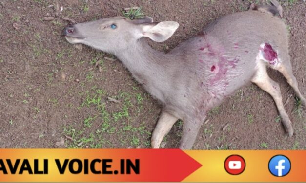 ಕಡವೆ ಸಾವು: ಕಾಡು ಕೇಳುತ್ತಿದೆ, ಉತ್ತರ ಯಾರದು?