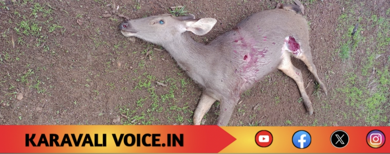 ಕಡವೆ ಸಾವು: ಕಾಡು ಕೇಳುತ್ತಿದೆ, ಉತ್ತರ ಯಾರದು?
