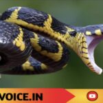 ದೇವಸ್ಥಾನದಲ್ಲಿ ಬಾಲಕಿ ತಲೆಗೆ ವಿಷಕಾರಿ ಹಾವು ಕಡಿತ