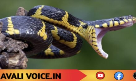 ದೇವಸ್ಥಾನದಲ್ಲಿ ಬಾಲಕಿ ತಲೆಗೆ ವಿಷಕಾರಿ ಹಾವು ಕಡಿತ
