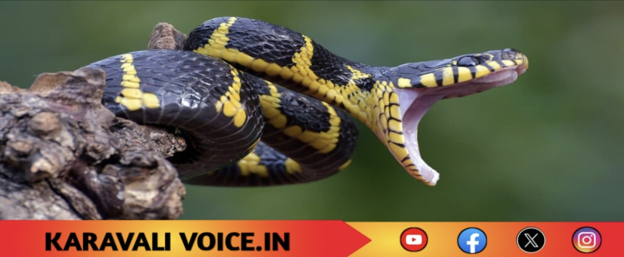 ದೇವಸ್ಥಾನದಲ್ಲಿ ಬಾಲಕಿ ತಲೆಗೆ ವಿಷಕಾರಿ ಹಾವು ಕಡಿತ
