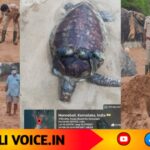 ಹನಿ ಬೀಚ್‌ನಲ್ಲಿ ಕೊಳೆತ ಸ್ಥಿತಿಯಲ್ಲಿ ಗ್ರೀನ್ ಸೀ ಆಮೆ ಪತ್ತೆ