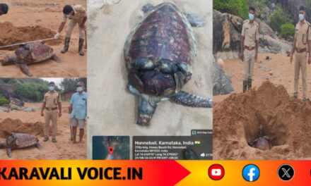 ಹನಿ ಬೀಚ್‌ನಲ್ಲಿ ಕೊಳೆತ ಸ್ಥಿತಿಯಲ್ಲಿ ಗ್ರೀನ್ ಸೀ ಆಮೆ ಪತ್ತೆ