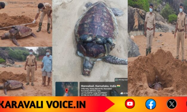 ಹನಿ ಬೀಚ್‌ನಲ್ಲಿ ಕೊಳೆತ ಸ್ಥಿತಿಯಲ್ಲಿ ಗ್ರೀನ್ ಸೀ ಆಮೆ ಪತ್ತೆ