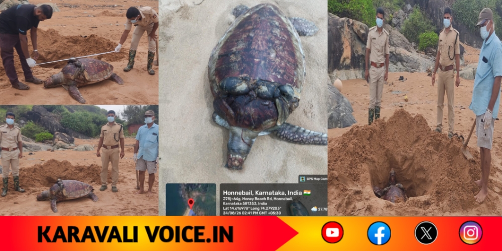 ಹನಿ ಬೀಚ್‌ನಲ್ಲಿ ಕೊಳೆತ ಸ್ಥಿತಿಯಲ್ಲಿ ಗ್ರೀನ್ ಸೀ ಆಮೆ ಪತ್ತೆ