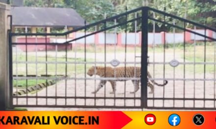 ಮತ್ತೆ ಪ್ರತ್ಯಕ್ಷವಾದ ಚಿರತೆ; ದಾಂಡೇಲಿಗರಿಗೆ ತಪ್ಪದ ಆತಂಕ