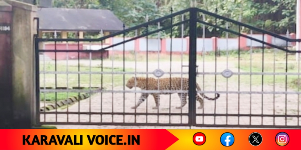 ಮತ್ತೆ ಪ್ರತ್ಯಕ್ಷವಾದ ಚಿರತೆ; ದಾಂಡೇಲಿಗರಿಗೆ ತಪ್ಪದ ಆತಂಕ