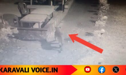 ದಾಂಡೇಲಿಯಲ್ಲಿ ಮತ್ತೆ ಚಿರತೆ ಕಾಟ; ಹೋಂಸ್ಟೇ ಆವರಣದಲ್ಲಿ ಓಡಾಟ!