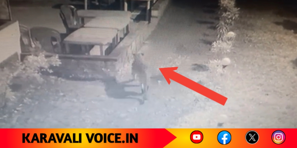 ದಾಂಡೇಲಿಯಲ್ಲಿ ಮತ್ತೆ ಚಿರತೆ ಕಾಟ; ಹೋಂಸ್ಟೇ ಆವರಣದಲ್ಲಿ ಓಡಾಟ!