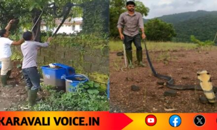 ಕಾಂಪೌಂಡ್ ಮೇಲೆ ಕುಳಿತಿದ್ದ 10 ಅಡಿ ಕಾಳಿಂಗ ಸರ್ಪ ಸೆರೆ
