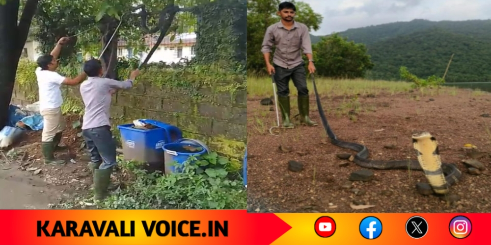 ಕಾಂಪೌಂಡ್ ಮೇಲೆ ಕುಳಿತಿದ್ದ 10 ಅಡಿ ಕಾಳಿಂಗ ಸರ್ಪ ಸೆರೆ