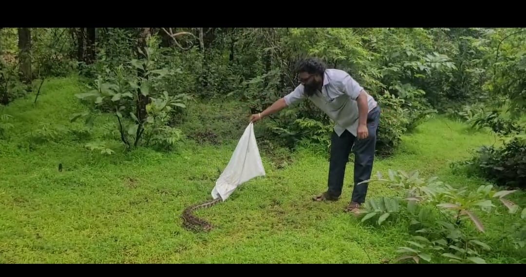 ಹೆಬ್ಬಾವನ್ನು ಸುರಕ್ಷಿತವಾಗಿ ಕಾಡಿಗೆ ಬಿಡುತ್ತಿರುವ ನಿತ್ಯಾನಂದ ನಾಯ್ಕ 