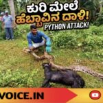 ಕುರಿಗೆ ಕುತ್ತು ಕೊಟ್ಟ 15 ಅಡಿ ಹೆಬ್ಬಾವು!