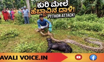 ಕುರಿಗೆ ಕುತ್ತು ಕೊಟ್ಟ 15 ಅಡಿ ಹೆಬ್ಬಾವು!