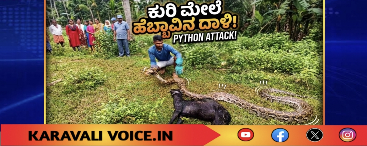 ಕುರಿಗೆ ಕುತ್ತು ಕೊಟ್ಟ 15 ಅಡಿ ಹೆಬ್ಬಾವು!