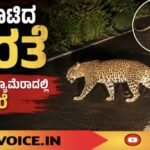 ರಸ್ತೆ ದಾಟಿದ ಚಿರತೆ; ಮೊಬೈಲ್ ಕ್ಯಾಮೆರಾದಲ್ಲಿ ದೃಶ್ಯ ಸೆರೆ