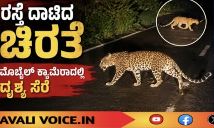 ರಸ್ತೆ ದಾಟಿದ ಚಿರತೆ; ಮೊಬೈಲ್ ಕ್ಯಾಮೆರಾದಲ್ಲಿ ದೃಶ್ಯ ಸೆರೆ