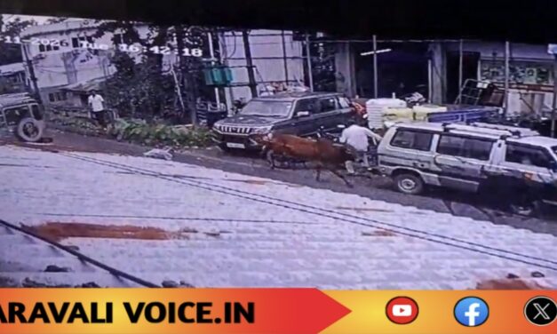 ಕಾರವಾರದಲ್ಲಿ ಹೋರಿಗಳ ಗುದ್ದಾಟಕ್ಕೆ ಮಹಿಳೆ ಬಲಿ