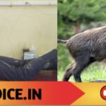 ಕಬ್ಬಿನ ಗದ್ದೆಯೊಳಗಿಂದ ಬಂದ ಕಾಡು ಹಂದಿ ದಾಳಿ: ರೈತ ಗಾಯ