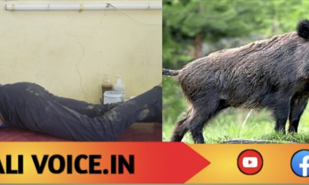 ಕಬ್ಬಿನ ಗದ್ದೆಯೊಳಗಿಂದ ಬಂದ ಕಾಡು ಹಂದಿ ದಾಳಿ: ರೈತ ಗಾಯ