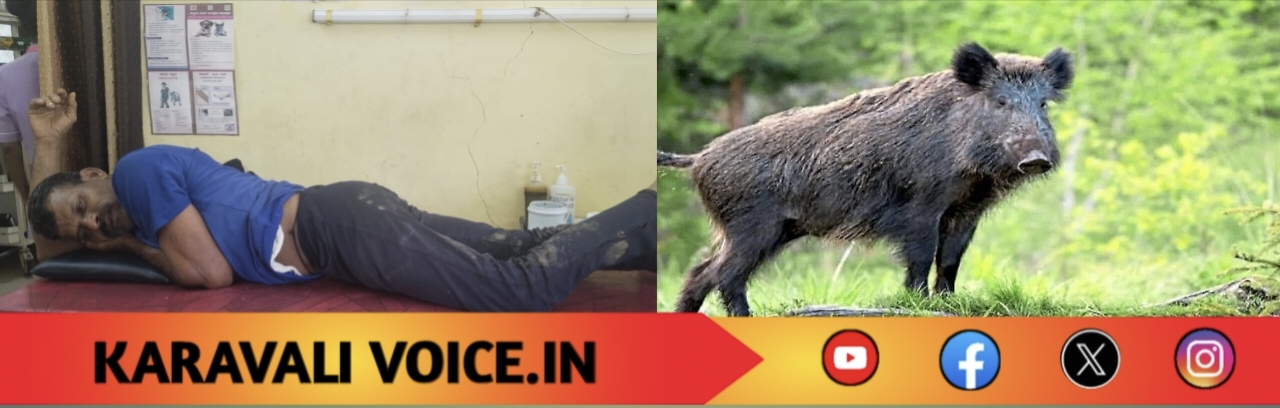 ಕಬ್ಬಿನ ಗದ್ದೆಯೊಳಗಿಂದ ಬಂದ ಕಾಡು ಹಂದಿ ದಾಳಿ: ರೈತ ಗಾಯ