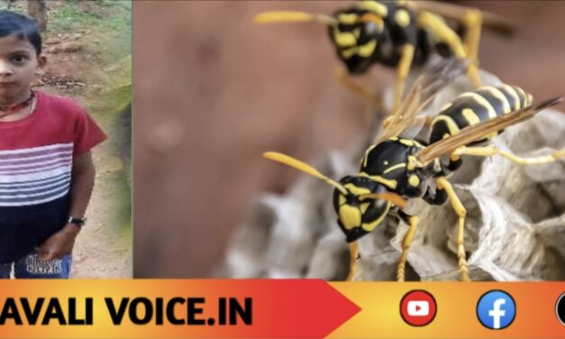 ಕಡ್ಜದ ಹುಳು ಕಡಿದು 8 ವರ್ಷದ ಬಾಲಕ ಸಾವು