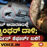 ರೆಸಾರ್ಟ್ ಆವರಣದಲ್ಲಿ ಪ್ಯಾಂಥರ್ ದಾಳಿ; ಜರ್ಮನ್ ಶೆಫರ್ಡ್ ಬಲಿ!