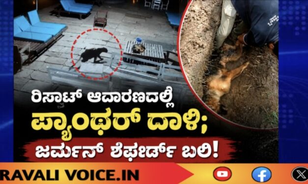 ರೆಸಾರ್ಟ್ ಆವರಣದಲ್ಲಿ ಪ್ಯಾಂಥರ್ ದಾಳಿ; ಜರ್ಮನ್ ಶೆಫರ್ಡ್ ಬಲಿ!