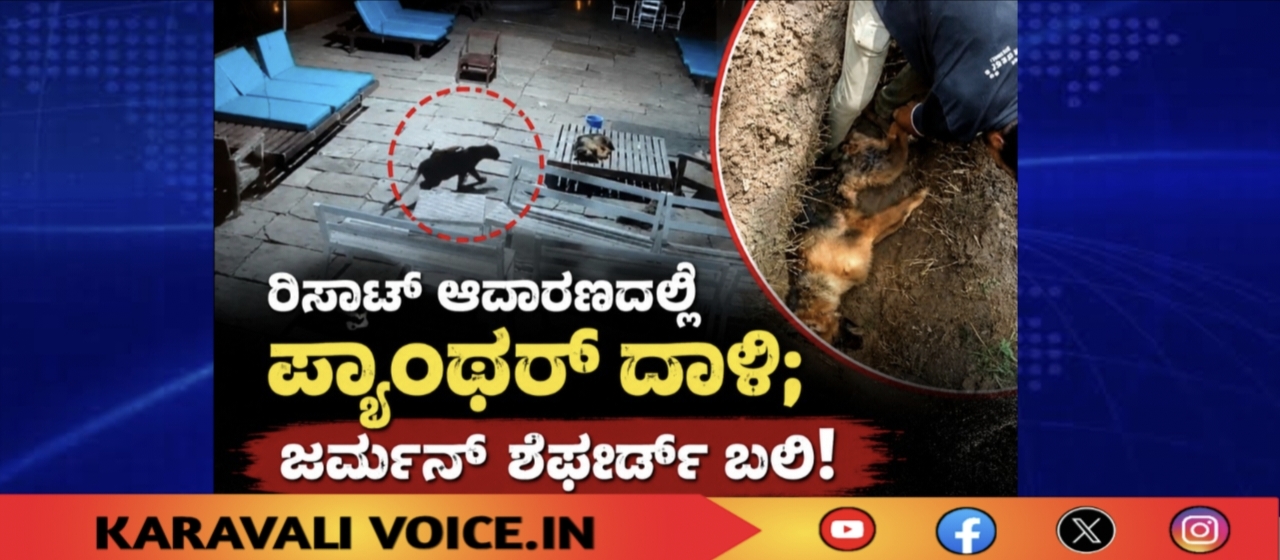 ರೆಸಾರ್ಟ್ ಆವರಣದಲ್ಲಿ ಪ್ಯಾಂಥರ್ ದಾಳಿ; ಜರ್ಮನ್ ಶೆಫರ್ಡ್ ಬಲಿ!