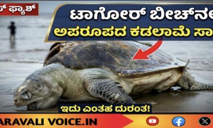 ಟಾಗೋರ್ ತೀರದಲ್ಲಿ ಅಪರೂಪದ ಕಡಲಾಮೆ ಶವ ಪತ್ತೆ!