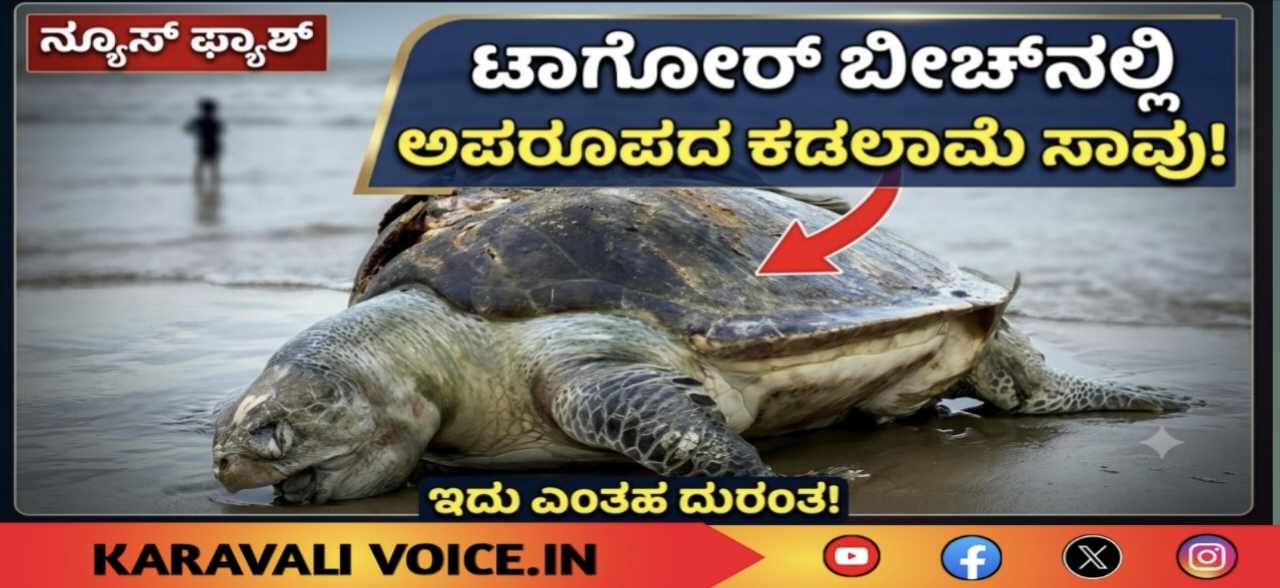 ಟಾಗೋರ್ ತೀರದಲ್ಲಿ ಅಪರೂಪದ ಕಡಲಾಮೆ ಶವ ಪತ್ತೆ!