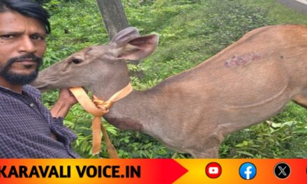 ಡಿಕ್ಕಿಗೆ ಗಾಯಗೊಂಡ ಕಡವೆ; ದೇವರಾದ ಸ್ಥಳೀಯರು!